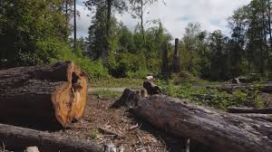 Best Tree Maintenance Programs  in Kings Park, NY