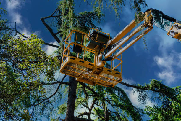 Best Tree Removal  in Kings Park, NY
