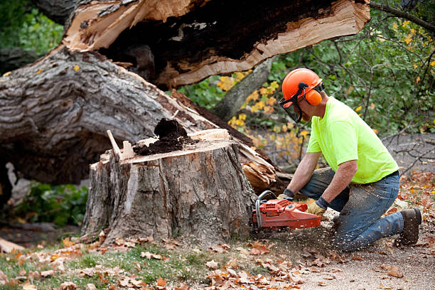 Best Tree Trimming and Pruning  in Kings Park, NY