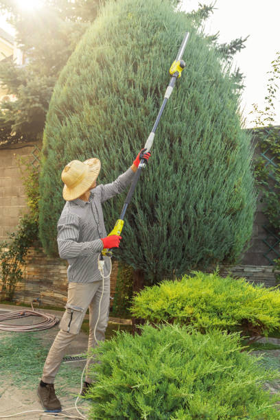 Kings Park, NY Tree Services Company