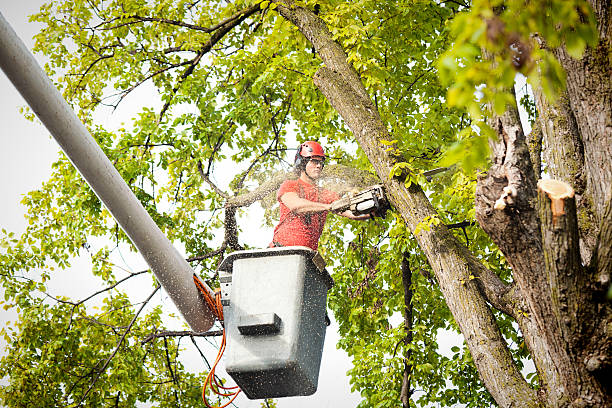How Our Tree Care Process Works  in  Kings Park, NY