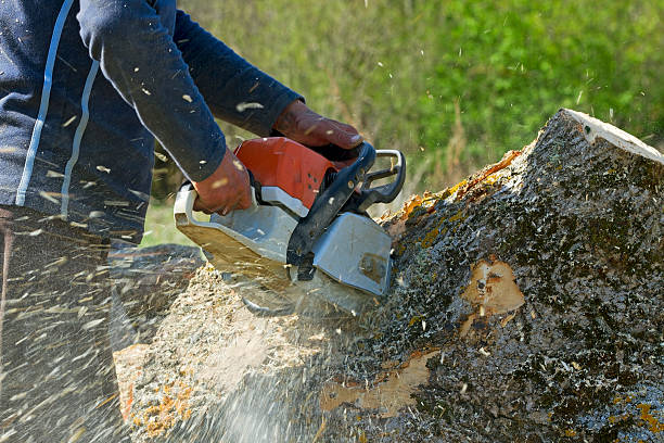 Best Tree Health Inspection  in Kings Park, NY